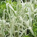 multicolor Ornamental Plants Giant Reed cereals, Arundo Donax Photo, cultivation and description, characteristics and growing
