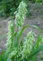 green Ornamental Plants Goldentop cereals, Lamarckia Photo, cultivation and description, characteristics and growing
