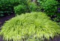 multicolor Ornamental Plants Hakone Grass, Japanese Forest Grass cereals, Hakonechloa Photo, cultivation and description, characteristics and growing