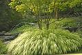 svetlo-zelena Okrasne Rastline Hakone Trava, Japonski Gozdna Trava žito, Hakonechloa fotografija, gojenje in opis, značilnosti in rast