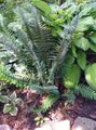 темно-зелений Декоративні Рослини Багаторядник папортнікі, Polystichum Фото, вирощування і опис, характеристика і зростаючий