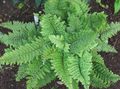 green Ornamental Plants Hard shield fern, Soft shield fern, Polystichum Photo, cultivation and description, characteristics and growing
