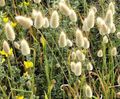 svetlo-zelena Okrasne Rastline Rep Trava Zajčku, Zajček Repi žito, Lagurus fotografija, gojenje in opis, značilnosti in rast