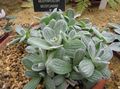 fotografija Helichrysum, Curry Rastlina, Smilj Okrasna Listnata opis, značilnosti in rast