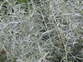 silvery Helichrysum, Curry Plant, Immortelle leafy ornamentals Photo, cultivation and description, characteristics and growing