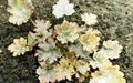 gul Prydplanter Heuchera, Koral Blomst, Koral Klokker, Alunrod grønne prydplanter Foto, dyrkning og beskrivelse, egenskaber og voksende