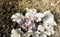フォト Heuchera、珊瑚花、サンゴの鐘、ミョウバンルート 緑豊かな観葉植物 説明, 特性 と 成長