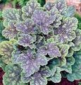 sokszínű Dísznövény Heuchera, Korall Virág, Korall Harangok, Alumroot leveles dísznövények fénykép, termesztés és leírás, jellemzők és növekvő