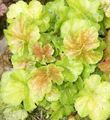 lysegrøn Prydplanter Heuchera, Koral Blomst, Koral Klokker, Alunrod grønne prydplanter Foto, dyrkning og beskrivelse, egenskaber og voksende