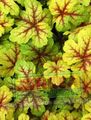 sokszínű Dísznövény Heucherella, Habos Harangok leveles dísznövények fénykép, termesztés és leírás, jellemzők és növekvő
