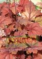 kuva Heucherella, Kuohuva Kelloja Koristelehtikasvit tuntomerkit, ominaisuudet ja viljely