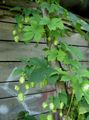 green Ornamental Plants Hop leafy ornamentals, Humulus lupulus Photo, cultivation and description, characteristics and growing