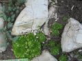 green Ornamental Plants Houseleek succulents, Sempervivum Photo, cultivation and description, characteristics and growing