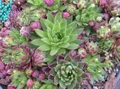 multicolor Ornamental Plants JovibarbaHouseleek, Hen-and-Chickens succulents Photo, cultivation and description, characteristics and growing