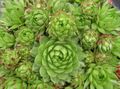 light green Ornamental Plants JovibarbaHouseleek, Hen-and-Chickens succulents Photo, cultivation and description, characteristics and growing