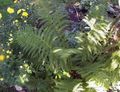 vihreä Koristekasvit Lady Saniainen, Japanilainen Maalattu Saniainen saniaiset, Athyrium kuva, muokkaus ja tuntomerkit, ominaisuudet ja viljely