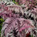 burgundy,claret Ornamental Plants Lady fern, Japanese painted fern, Athyrium Photo, cultivation and description, characteristics and growing