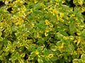 multicolor Ornamental Plants Lemon Thyme leafy ornamentals, Thymus-citriodorus Photo, cultivation and description, characteristics and growing