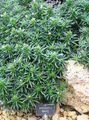 grön Dekorativa Växter Lithodora Zahnii dekorativbladiga Fil, uppodling och beskrivning, egenskaper och odling