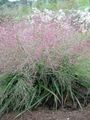 green Ornamental Plants Love Grass cereals, Eragrostis Photo, cultivation and description, characteristics and growing