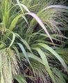 light green Ornamental Plants Love Grass cereals, Eragrostis Photo, cultivation and description, characteristics and growing