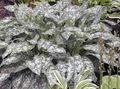 multicolor Ornamental Plants Lungwort, Jerusalem Cowslip, Jerusalem Sage, Spotted Dog, Soldiers and Sailors leafy ornamentals, Pulmonaria Photo, cultivation and description, characteristics and growing