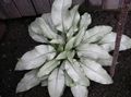 сріблястий Декоративні Рослини Медуниця декоративно-листяні, Pulmonaria Фото, вирощування і опис, характеристика і зростаючий