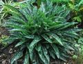 green Ornamental Plants Lungwort, Jerusalem Cowslip, Jerusalem Sage, Spotted Dog, Soldiers and Sailors leafy ornamentals, Pulmonaria Photo, cultivation and description, characteristics and growing