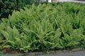 green Ornamental Plants Male fern, Buckler fern, Autumn Fern, Dryopteris Photo, cultivation and description, characteristics and growing