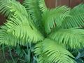 light green Ornamental Plants Male fern, Buckler fern, Autumn Fern, Dryopteris Photo, cultivation and description, characteristics and growing