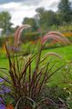 burgundy,claret Ornamental Plants Millet cereals, Panicum Photo, cultivation and description, characteristics and growing