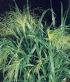 green Ornamental Plants Millet cereals, Panicum Photo, cultivation and description, characteristics and growing