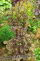 Photo Mitsu-Ba, Japanese Honeywort, Japanese Peirsil Ornamentals Leafy Cur síos, saintréithe agus ag fás
