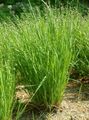 green Ornamental Plants Mountain Melic Grass cereals, Melica Photo, cultivation and description, characteristics and growing