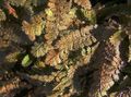 Nuotrauka Naujoji Zelandija Žalvario Mygtukai Lapinės Dekoratyviniai Augalai aprašymas, charakteristikos ir augantis