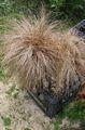 φωτογραφία Νέα Ζηλανδία Σπαθόχορτο Μαλλιά Δημητριακά περιγραφή, χαρακτηριστικά και φυτοκομεία