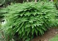 зелений Декоративні Рослини Адиантум папортнікі, Adiantum Фото, вирощування і опис, характеристика і зростаючий