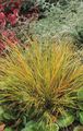 red Ornamental Plants Pheasant's Tail Grass, Feather Grass, New Zealand wind grass cereals, Anemanthele lessoniana, Stipa arundinacea Photo, cultivation and description, characteristics and growing