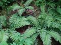green Ornamental Plants Plagiogyria ferns Photo, cultivation and description, characteristics and growing