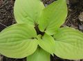 light green Plantain lily leafy ornamentals, Hosta Photo, cultivation and description, characteristics and growing
