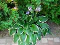multicolor Plantain lily leafy ornamentals, Hosta Photo, cultivation and description, characteristics and growing