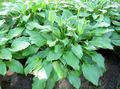 green Plantain lily leafy ornamentals, Hosta Photo, cultivation and description, characteristics and growing