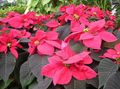 red Ornamental Plants Poinsettia, Noche Buena, , Christmas flower leafy ornamentals, Euphorbia pulcherrima Photo, cultivation and description, characteristics and growing