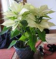 bílá Dekorativní rostliny Vánoční Hvězda, Noche Buena, , Vánoční Květina dekorativní-listnaté, Euphorbia pulcherrima fotografie, kultivace a popis, charakteristiky a pěstování