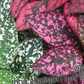 multicolor Polka dot plant, Freckle Face leafy ornamentals, Hypoestes Photo, cultivation and description, characteristics and growing