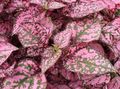 multicolor Polka dot plant, Freckle Face leafy ornamentals, Hypoestes Photo, cultivation and description, characteristics and growing
