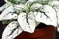 Bilde Polka Dot Plante, Fregne Ansikt Grønne Pryd beskrivelse, kjennetegn og voksende