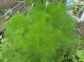 照 Prangos三裂叶豚草，cachrys高山 绿叶观赏植物 描述, 特点 和 成长