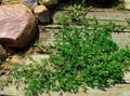 grønn Prydplanter Nedbrutt Knotweed grønne pryd, Polygonum aviculare Bilde, dyrking og beskrivelse, kjennetegn og voksende