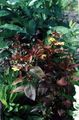 フォト パープルフリンジオカトラノオ 緑豊かな観葉植物 説明, 特性 と 成長